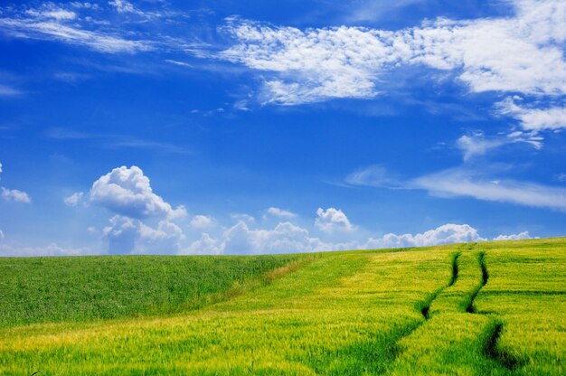 Campo de cultivo con un cielo con nubes