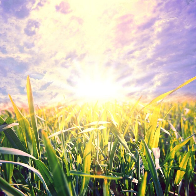 Campo de cultivo verde con el sol en medio