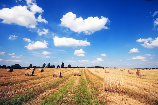 Foto gratuita campo de cultivo