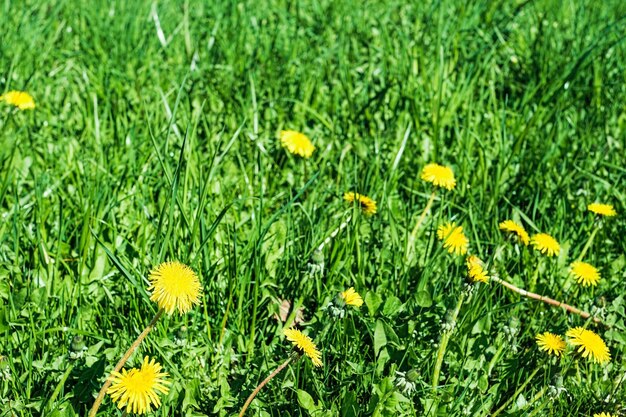 Campo con dientes de león florecientes naturaleza del norte Campo de primavera verde con hierba exuberante y luz solar con espacio de copia Paisaje verde natural plantas idea de papel tapiz fresco como fondo