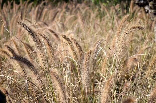 Campo con espigas