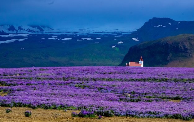 Campo de flor morada con una casa en la distancia cerca de un acantilado y montañas