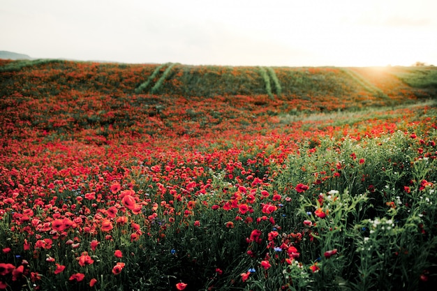 Foto gratuita campo de flores de amapola en puesta de sol