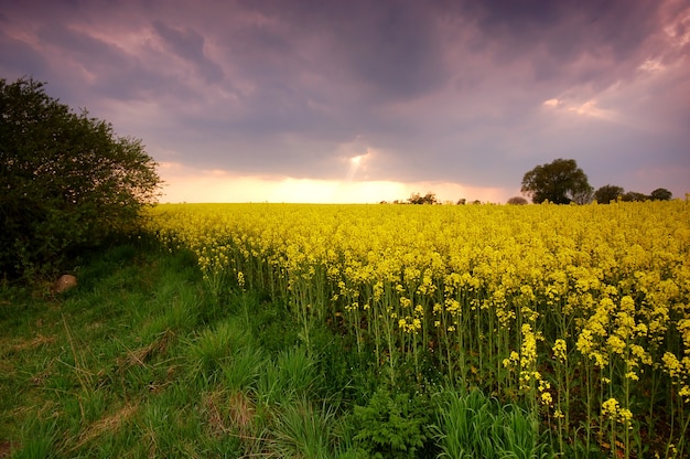 Campo de flores amarillas al atardecer