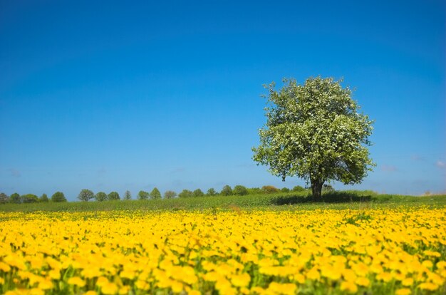 Campo de flores amarillas y un árbol