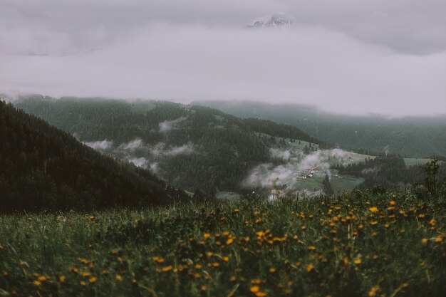 Campo de flores amarillas cerca de la montaña bajo el cielo gris