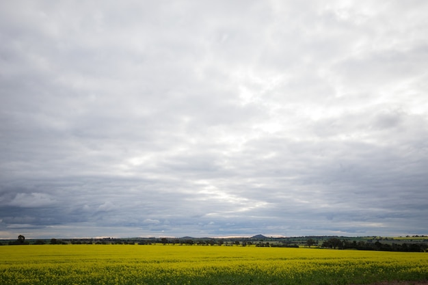 Campo de flores amarillas con colinas bajo un cielo nublado