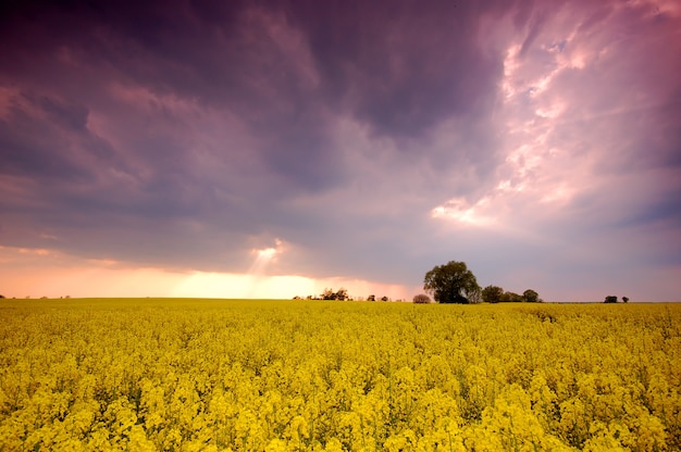 Campo de flores amarillas con nubes