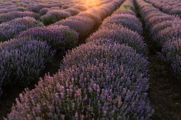 Campo de flores hermoso paisaje