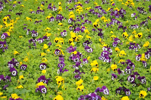 Campo de flores hermosos de color