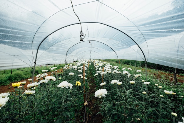 Foto gratuita campo de flores en invernadero