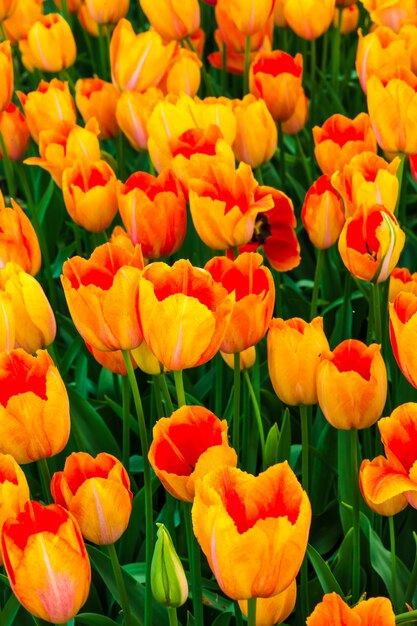 Campo de flores de tulipán