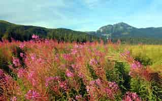 Foto gratuita campo con flores