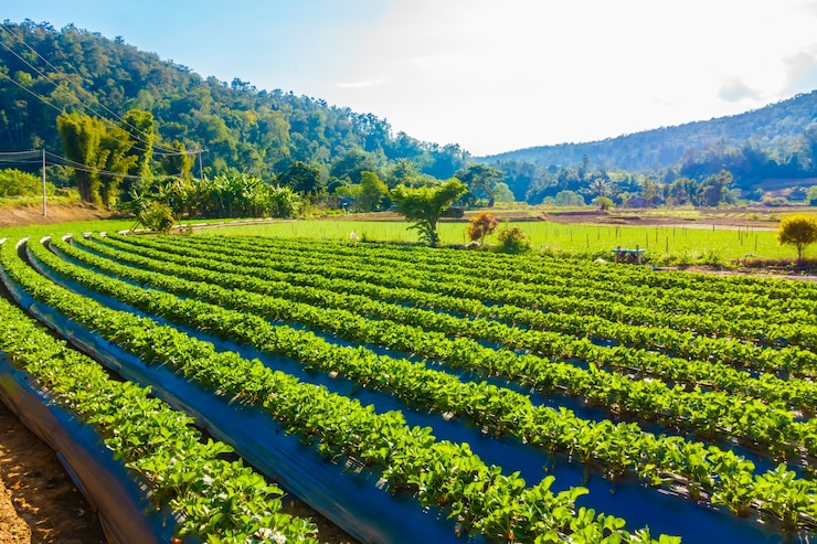Foto gratuito campo de fresas