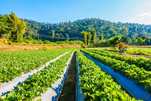 campo de fresas