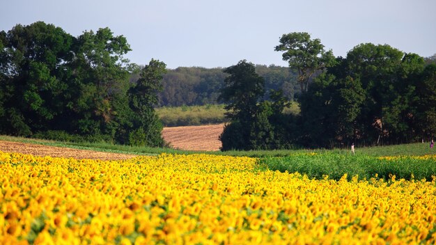 Campo de girasol con árboles, campo y bosque en el fondo en Moldavia