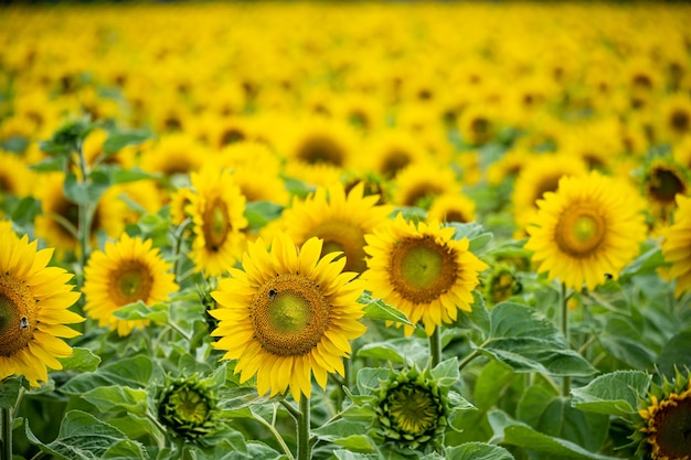 Foto gratuita campo de girasoles, hermosos girasoles con abejas en ellos.