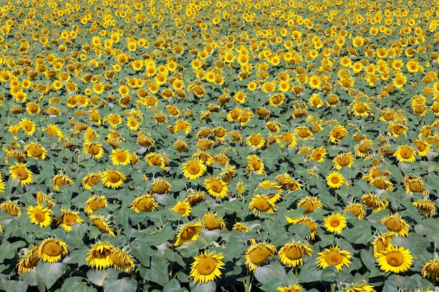 Campo de girasoles y luces brillantes del sol.