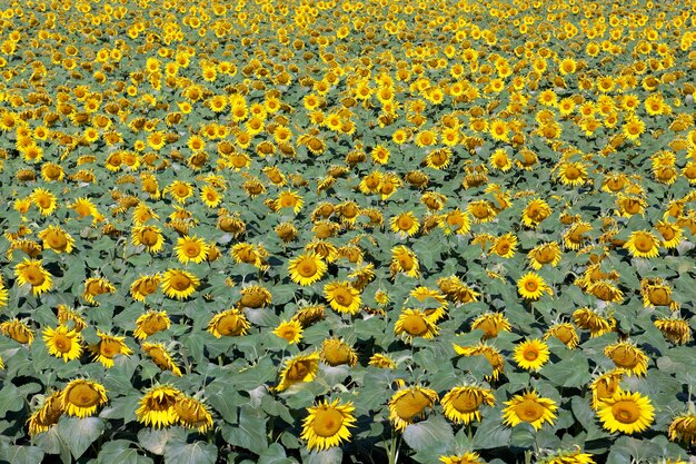 Campo de girasoles y luces brillantes del sol.