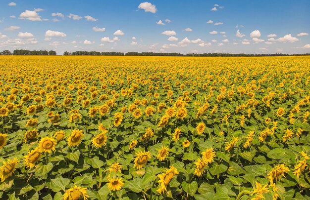 Campo de girasoles Vista aérea de campos agrícolas semillas oleaginosas florecientes