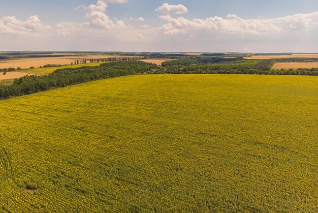 Campo de girasoles Vista aérea de campos agrícolas semillas oleaginosas florecientes