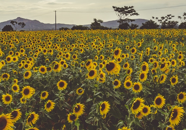 Un campo de girasoles