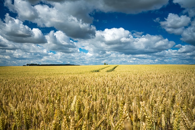 Campo de grano de cebada bajo el cielo lleno de nubes