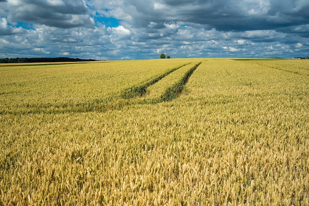 Campo de grano de cebada bajo el cielo lleno de nubes