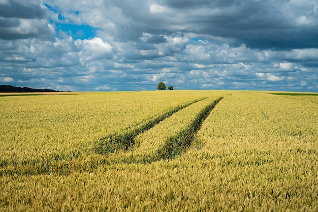 Campo de grano de cebada bajo el cielo lleno de nubes