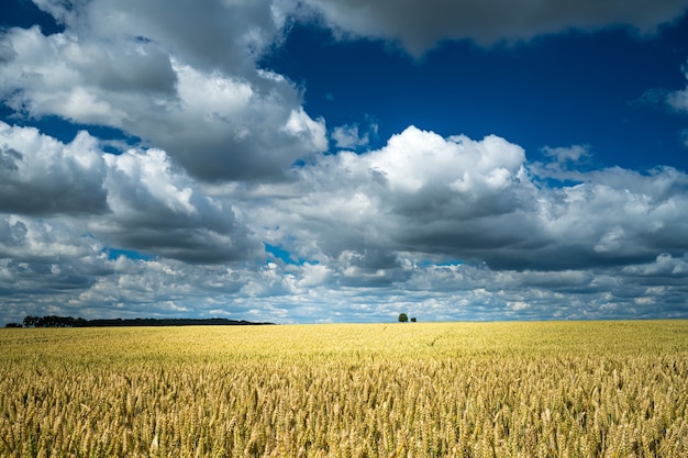 Campo de grano de cebada bajo el cielo lleno de nubes