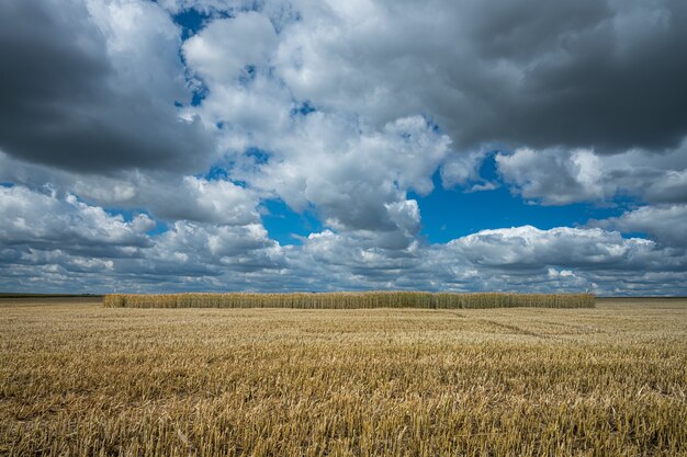 Campo de grano de cebada bajo el cielo lleno de nubes