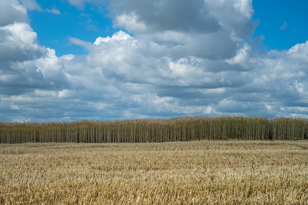 Campo de grano de cebada que crece bajo el cielo lleno de nubes