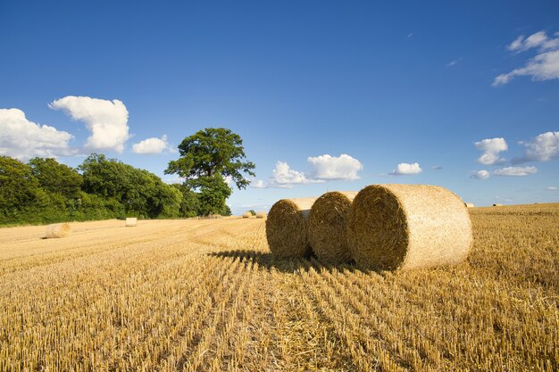 Campo de grano cosechado capturado en un día soleado con algunas nubes