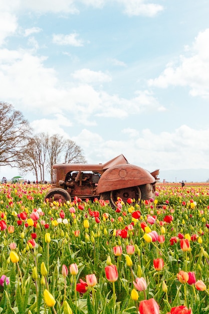 Campo de hermosos tulipanes coloridos en flor con un viejo tractor oxidado en el medio