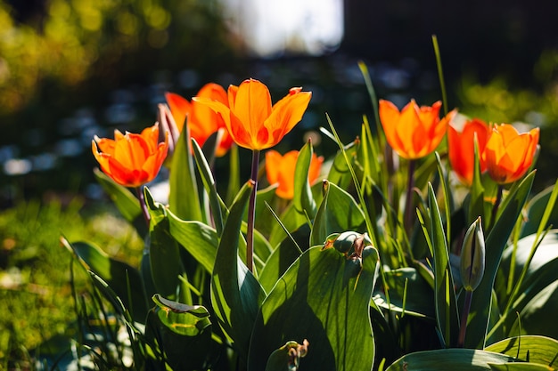 Campo de hermosos tulipanes de pétalos de naranja