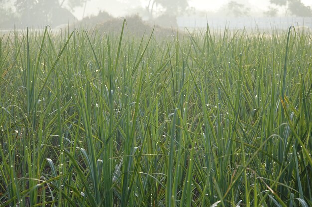 Campo con hierba alta