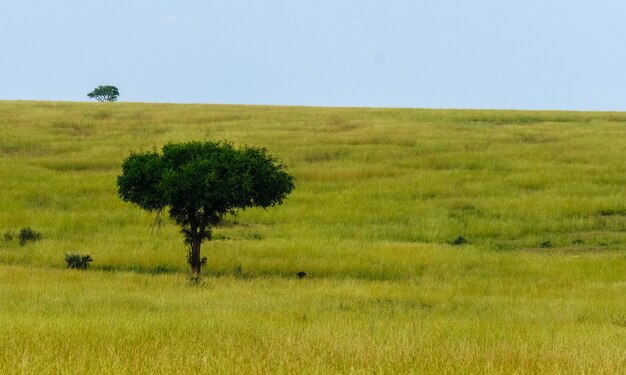 Campo de hierba con un árbol y un cielo azul en el fondo