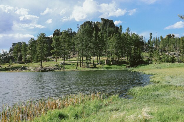 Campo de hierba con árboles cerca del agua en un día soleado