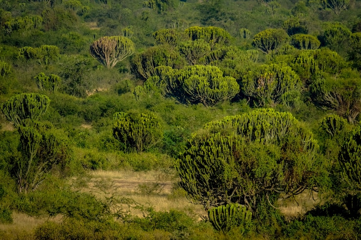 Foto gratuito campo de hierba con cactus en un día soleado