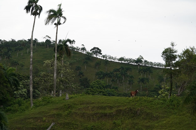 Campo de hierba con dos caballos en la distancia con una colina cubierta de hierba en República Dominicana