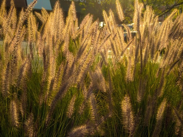 Campo de hierba dulce durante el día: ideal para un hermoso fondo de pantalla