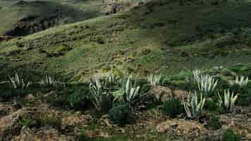 Foto gratuita campo de hierba con plantas de agave en una colina