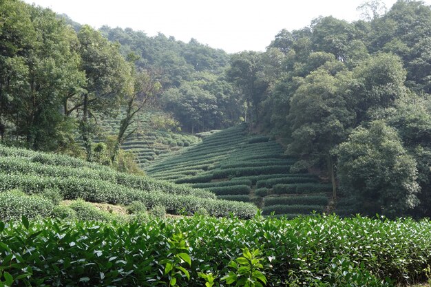 Campo de hierba con plantas y árboles que crecen a su alrededor en un día soleado