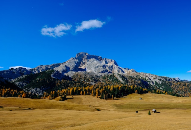 Foto gratuita campo de hierba seca con árboles altos y una montaña con cielo azul