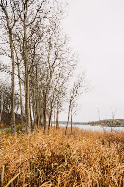 campo de hierba seca con árboles sin hojas cerca de un lago bajo un cielo nublado