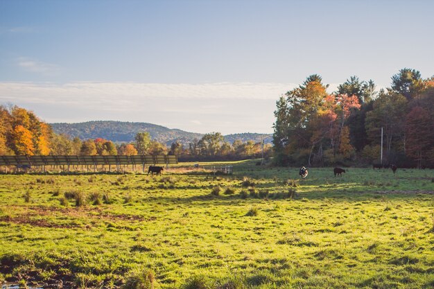 Campo de hierba con vacas a lo lejos en un día soleado con árboles y cielo azul