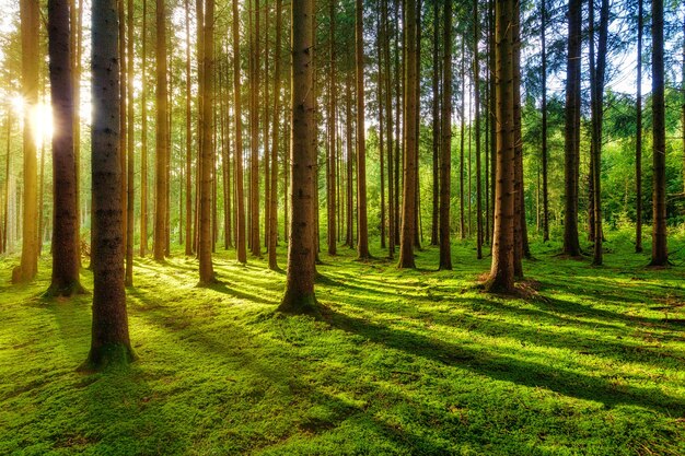 Campo de hierba verde con árboles durante el día