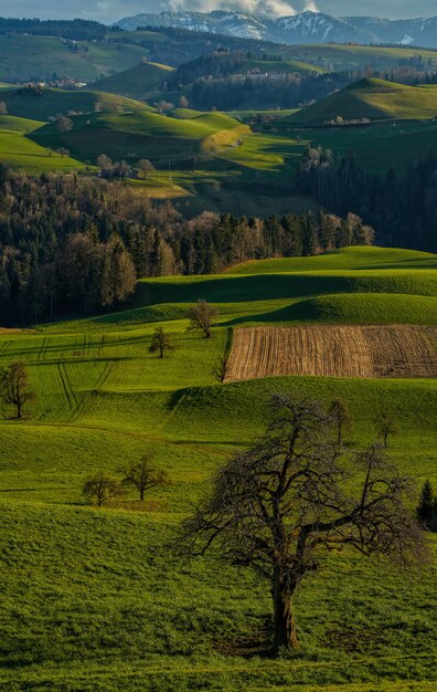 Campo de hierba verde y árboles durante el día.