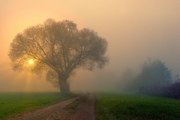 Campo de hierba verde con árboles y niebla