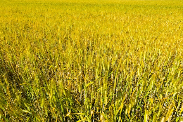 Campo de hierba verde durante el día